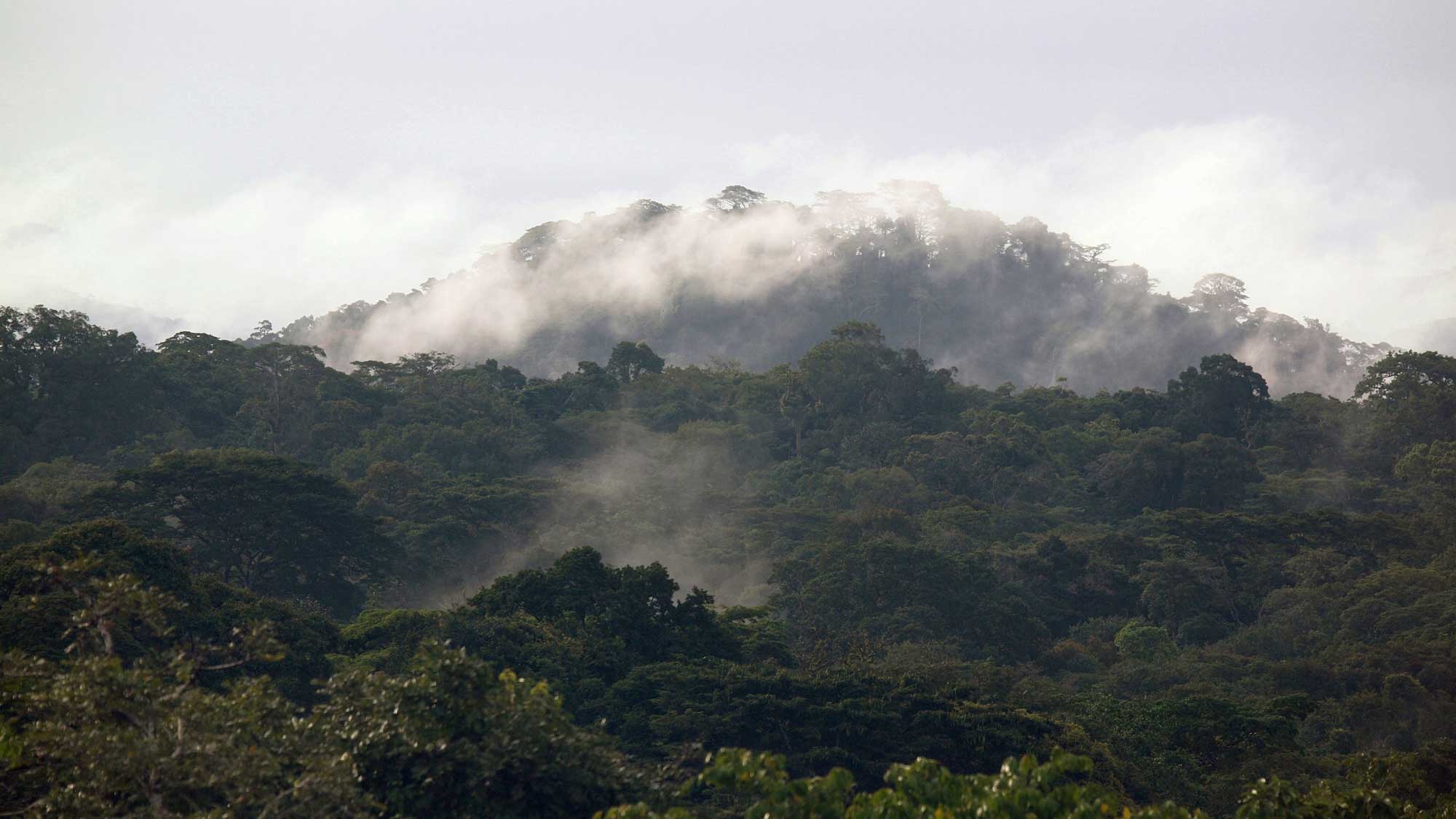 gola-rainforest-sierra-leone-1_lso.jpg